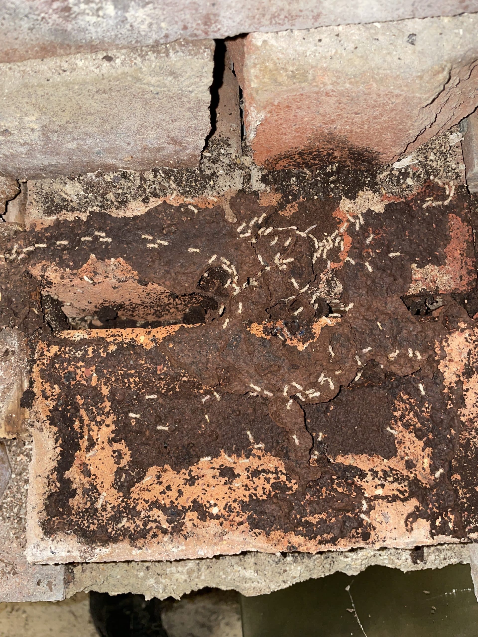 Active termite mud paths under a building