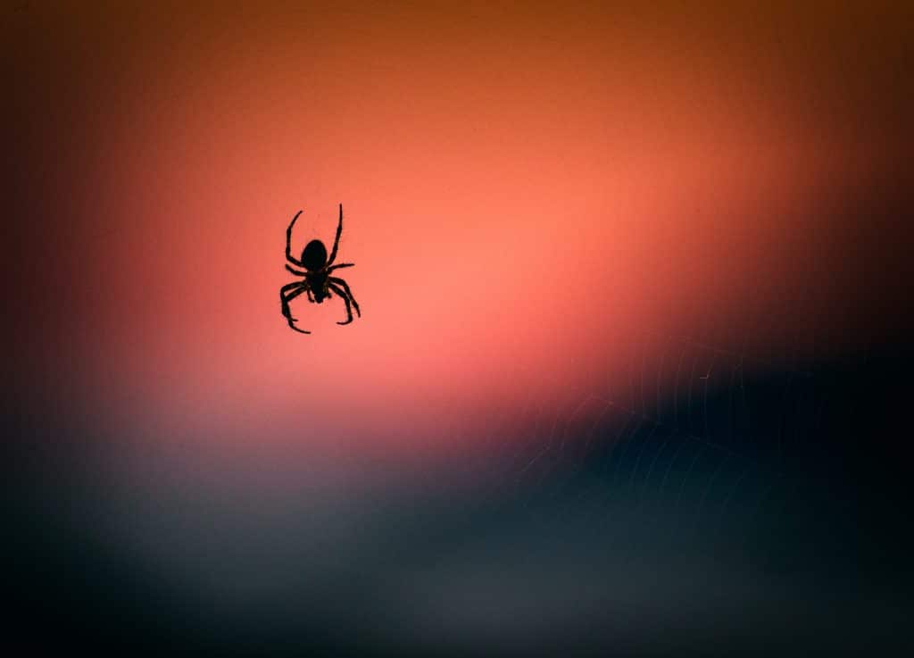 Spider in a web with a blurred red background
